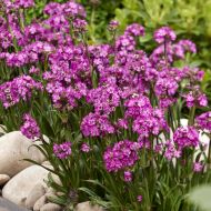 Firletka 'Cherry Bubles'  (Silene viscaria 'Lollipop Pink') - lychnis_cherry_bubbles_(14)_a[1].jpg